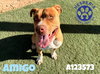 AMIGO - Photo 1