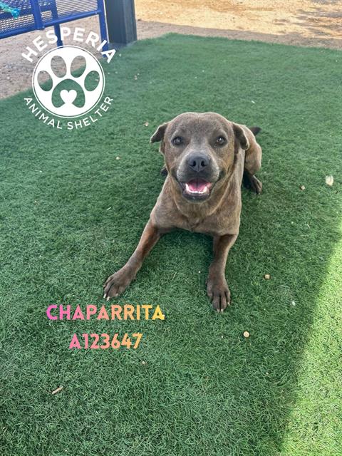 CHAPARRITA, an adoptable Pit Bull Terrier in HESPERIA, CA