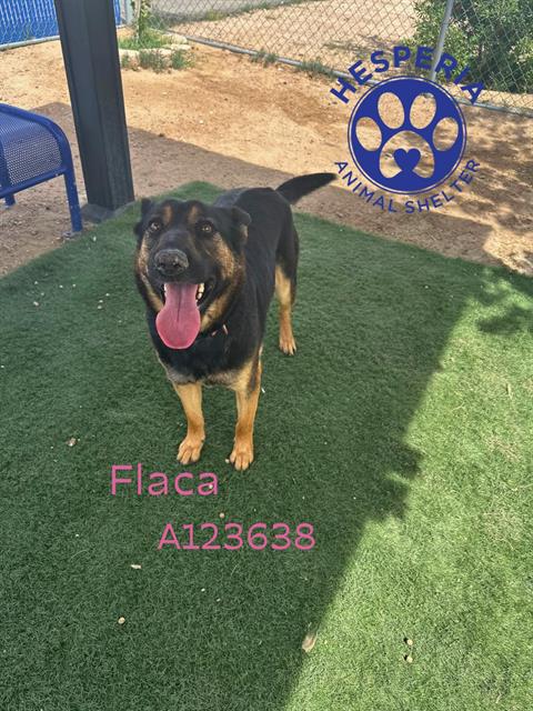 FLACA, an adoptable German Shepherd Dog in HESPERIA, CA