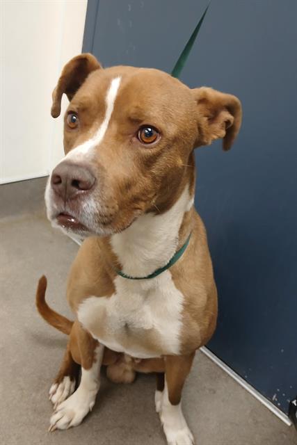 ROVER, an adoptable Pit Bull Terrier in HESPERIA, CA