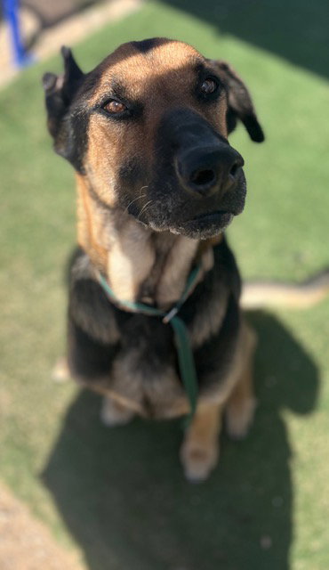 MARGIE, an adoptable German Shepherd Dog in HESPERIA, CA