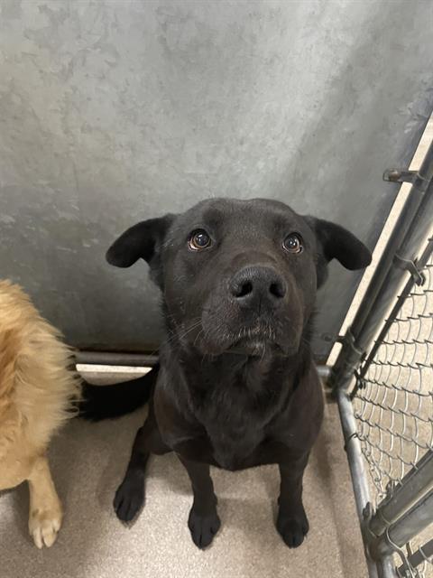 DUMPLING, an adoptable Labrador Retriever in HESPERIA, CA