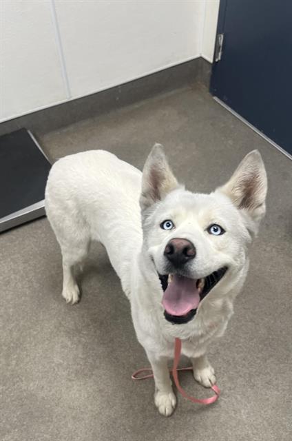 PEARL, an adoptable Siberian Husky in HESPERIA, CA