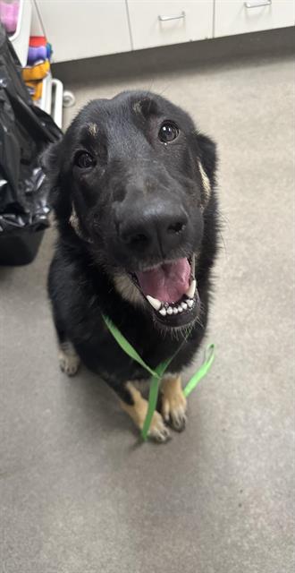 CLOVER, an adoptable German Shepherd Dog in HESPERIA, CA