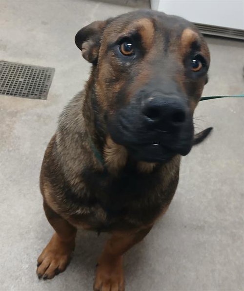 MURPHY, an adoptable Staffordshire Bull Terrier in HESPERIA, CA