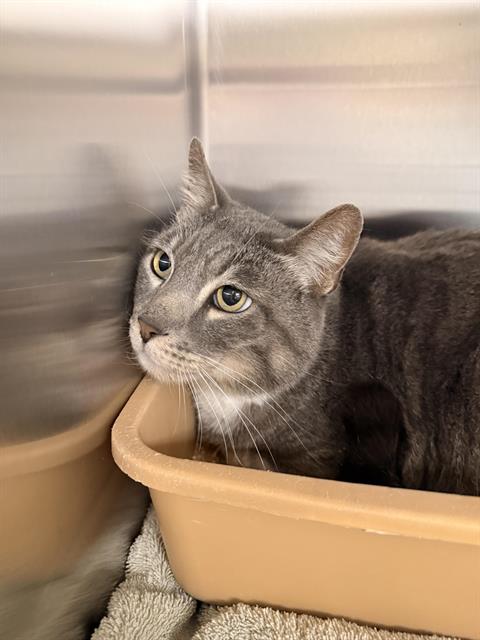 SCRAP - Domestic Short Hair available for adoption