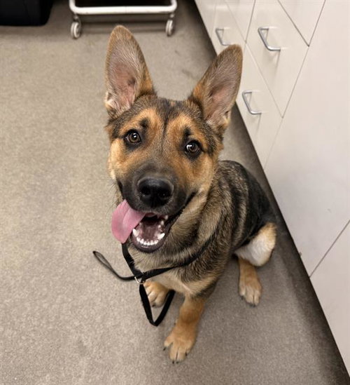 JETT, an adoptable German Shepherd Dog in HESPERIA, CA