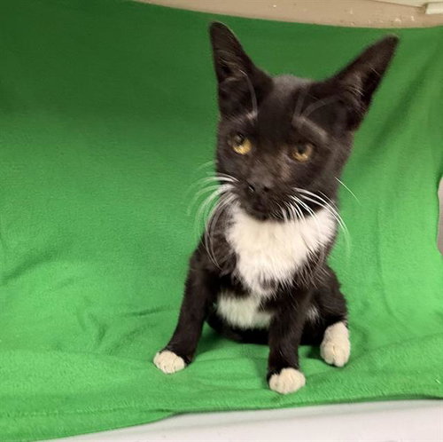 A123777, an adoptable Domestic Short Hair in HESPERIA, CA
