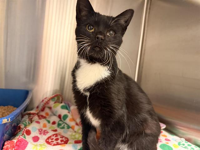 BOWTIE (RESCUE ONLY)