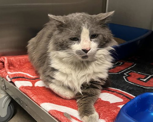 A123720, an adoptable Domestic Long Hair in HESPERIA, CA
