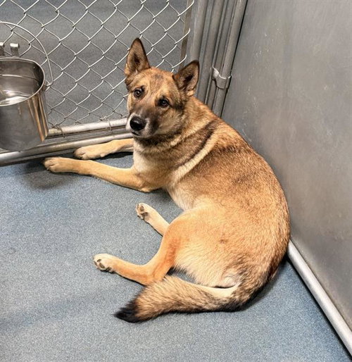 A123781, an adoptable German Shepherd Dog in HESPERIA, CA