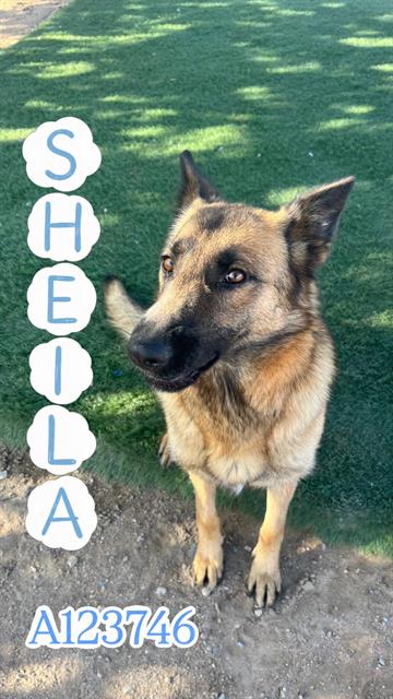 SHEILA, an adoptable Belgian Shepherd Malinois in HESPERIA, CA
