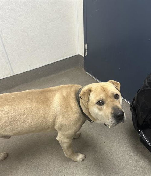 CHIP, an adoptable Chinese Shar-Pei in HESPERIA, CA