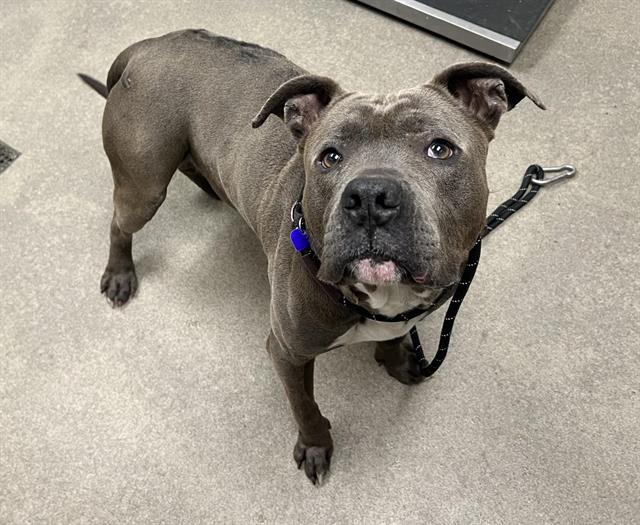 KING (RESCUE ONLY)