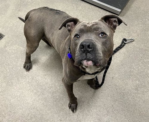 TUNGUS, an adoptable Pit Bull Terrier in HESPERIA, CA