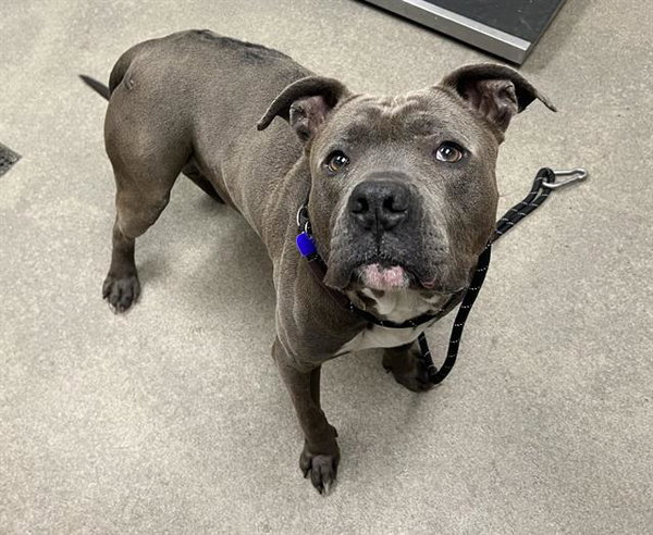 KING (RESCUE ONLY)