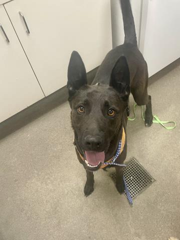 A123794, an adoptable Belgian Shepherd Malinois in HESPERIA, CA