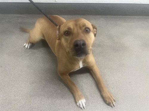 PEBBLES, an adoptable Pit Bull Terrier in HESPERIA, CA