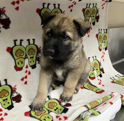A123842, an adoptable German Shepherd Dog in HESPERIA, CA
