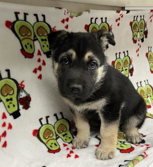 A123846, an adoptable German Shepherd Dog in HESPERIA, CA