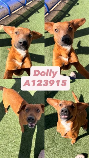 DOLLY