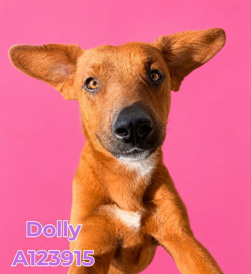 DOLLY, an adoptable Rhodesian Ridgeback in HESPERIA, CA