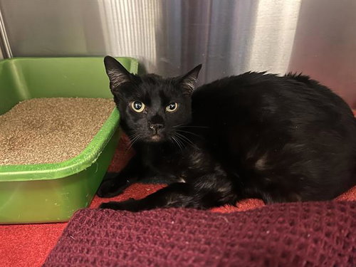 A123880, Adult Domestic Short Hair (medium coat), cat for adoption in Montclair, California