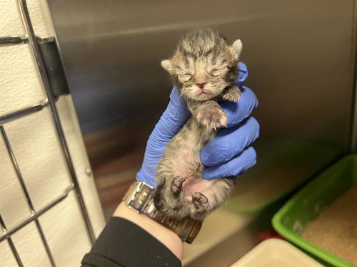 A123883, Baby Domestic Short Hair (medium coat), cat for adoption in Montclair, California