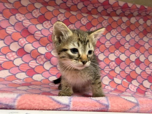 BILLIE, an adoptable Domestic Short Hair in HESPERIA, CA