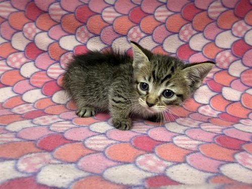 BOBBIE, an adoptable Domestic Short Hair in HESPERIA, CA