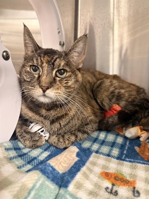 ARWEN (RESCUE ONLY), Senior Domestic Short Hair (medium coat), cat for adoption in Montclair, California