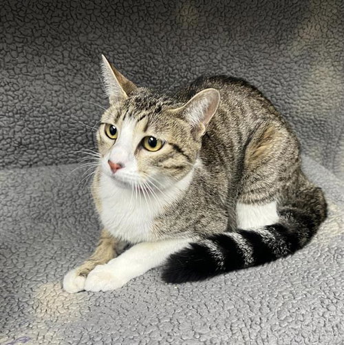 LUCY, Young Domestic Short Hair (medium coat), cat for adoption in Montclair, California