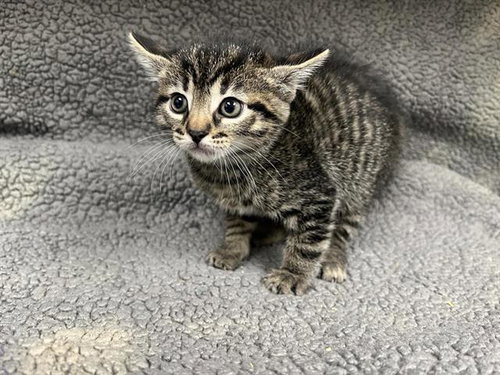 TILLY, Baby Domestic Short Hair (medium coat), cat for adoption in Montclair, California