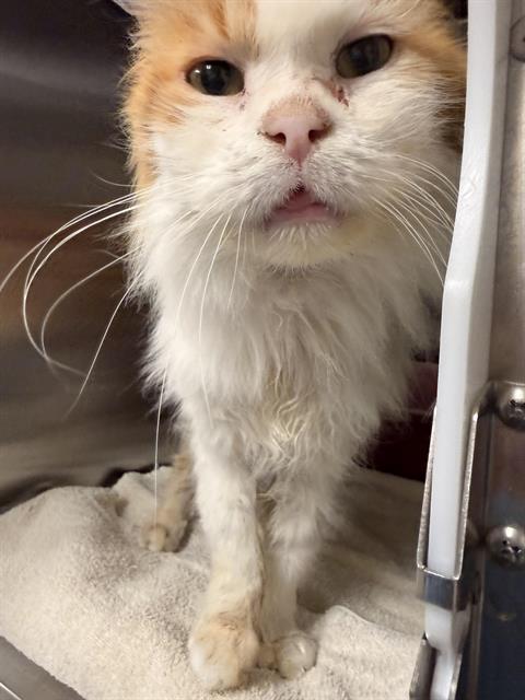 ARTHUR(RESCUE ONLY), Senior Domestic Long Hair (medium coat), cat for adoption in Montclair, California