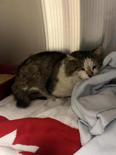 BARON (RESCUE ONLY), Adult Domestic Long Hair (medium coat), cat for adoption in Montclair, California