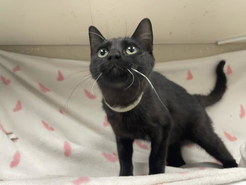 LESLIE, Adult Domestic Short Hair (medium coat), cat for adoption in Montclair, California