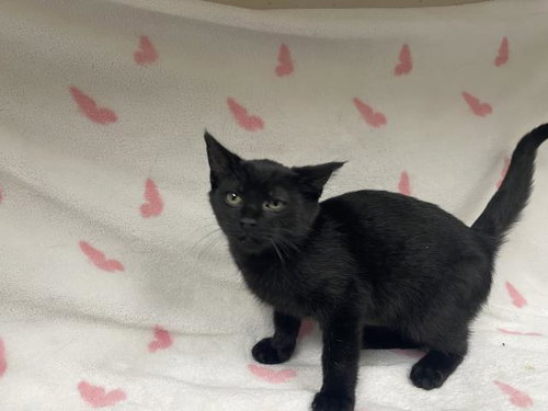 SALEM, Baby Domestic Short Hair (medium coat), cat for adoption in Montclair, California