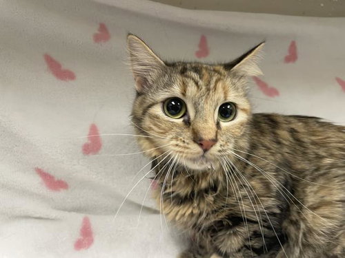 A124251, Young Domestic Medium Hair (medium coat), cat for adoption in Montclair, California
