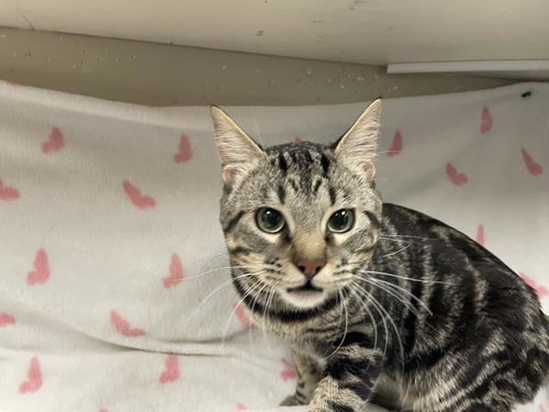 MILO, Adult Domestic Short Hair (medium coat), cat for adoption in Montclair, California