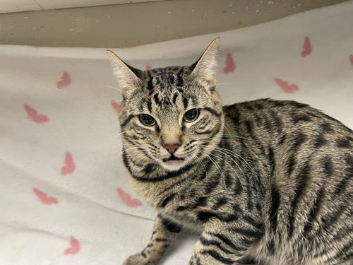 WHISKAS, Adult Domestic Short Hair (medium coat), cat for adoption in Montclair, California