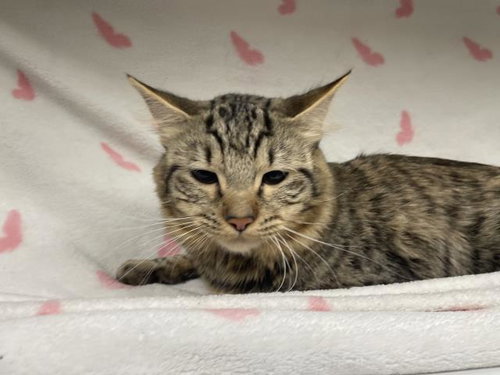 NICK WILDE, Adult Domestic Medium Hair (medium coat), cat for adoption in Montclair, California