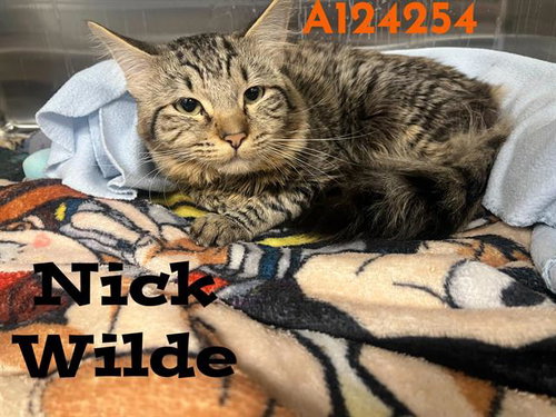 NICK WILDE, Adult Domestic Medium Hair (medium coat), cat for adoption in Hesperia, California