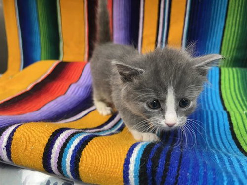 MOHAWK, Baby Domestic Short Hair (medium coat), cat for adoption in Montclair, California