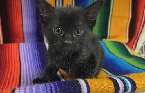 RAVEN, Baby Domestic Short Hair (medium coat), cat for adoption in Montclair, California