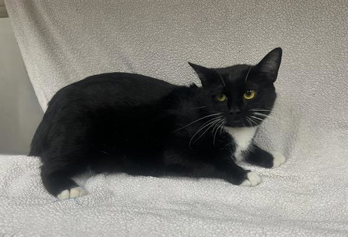 CYNTHIA, Adult Domestic Short Hair (medium coat), cat for adoption in Hesperia, California