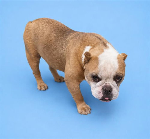 WONTON (RESCUE ONLY), an adoptable English Bulldog in HESPERIA, CA