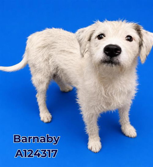 BARNABY, an adoptable Cairn Terrier in HESPERIA, CA