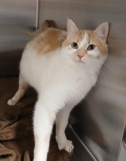 BUTTONS, Adult Domestic Short Hair (medium coat), cat for adoption in Hesperia, California