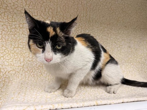 A124286, Adult Domestic Short Hair (medium coat), cat for adoption in Hesperia, California