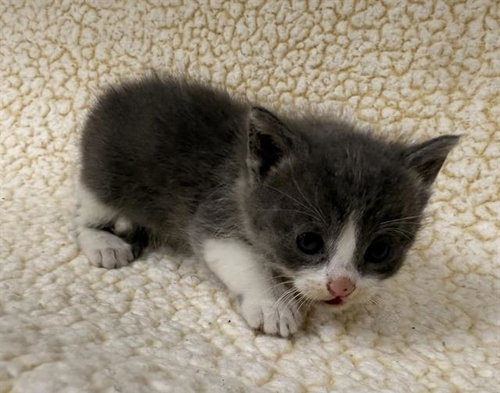 A124287, Baby Domestic Short Hair (medium coat), cat for adoption in Hesperia, California